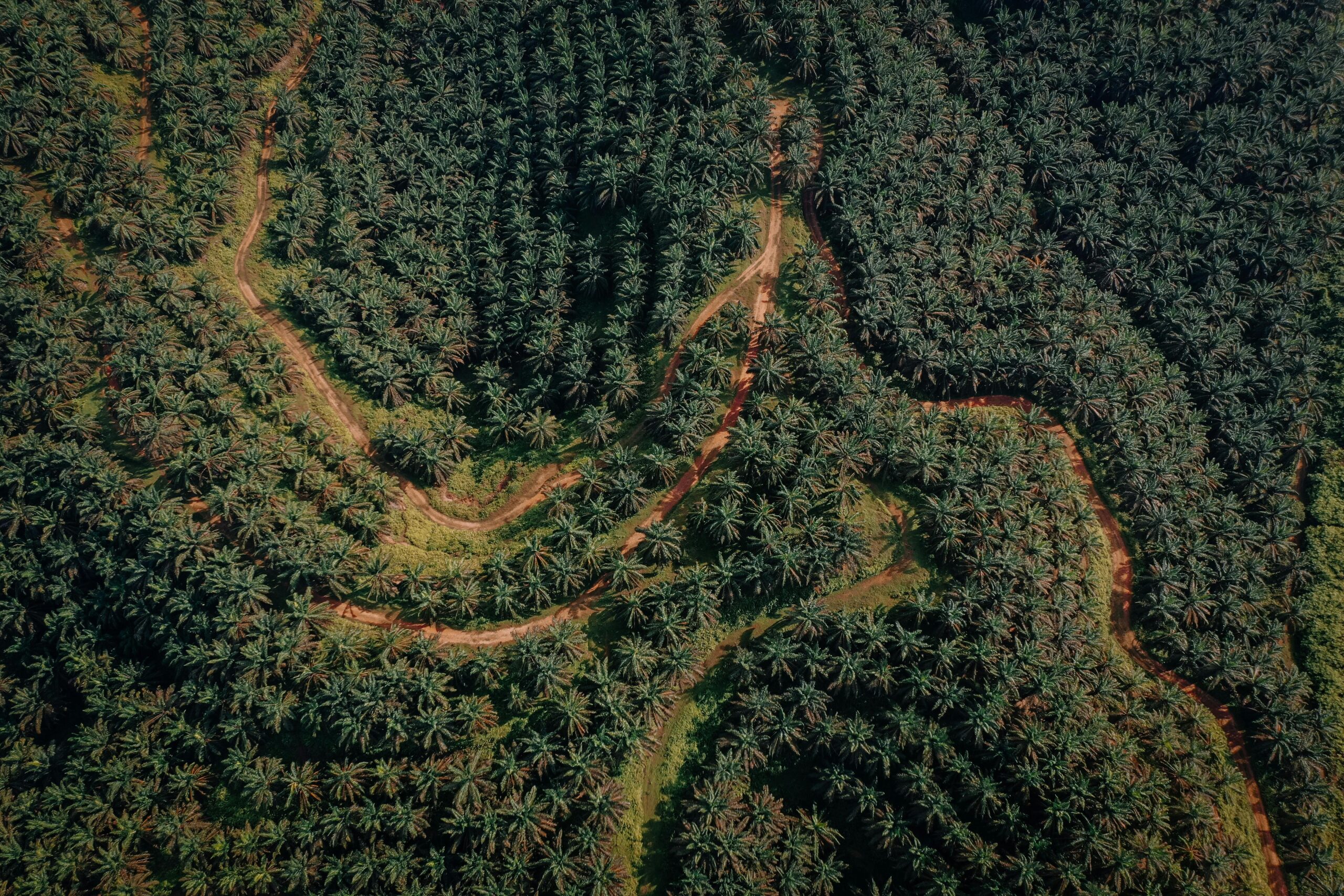 Masalah Biasa Pada Pokok Sawit dan Cara Mengatasinya