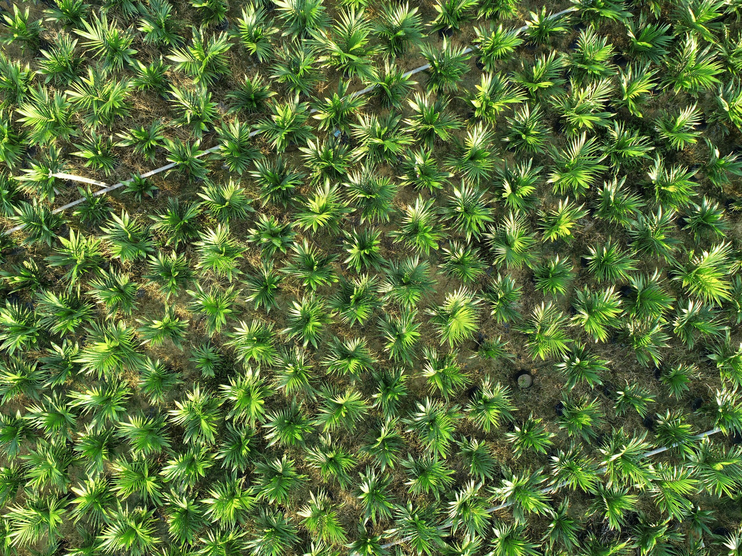 Mengapa Minyak Sawit Penting Dalam Rantaian Makanan Dunia